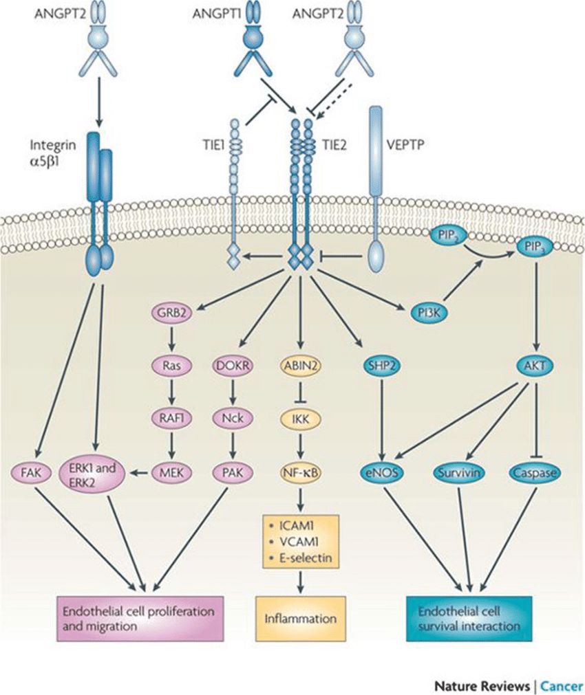 Schema of the angiopoietin1/2 and Tie-2 pathway.