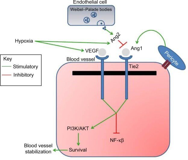 Schematic showing the signal transduction with Tie2 and Ang1/2.