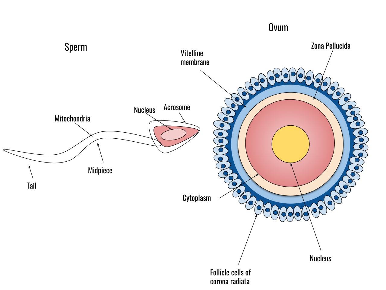 Structure of human sperm and egg cells, highlighting key features.