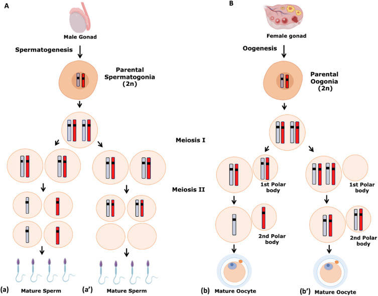 Gametogenesis shows normal and aneuploidy spermatogenesis and oogenesis due to nondisjunction during meiosis.