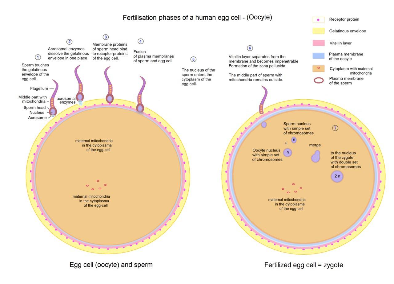 Key events of fertilization: sperm-egg recognition, acrosome reaction, fusion, meiosis II completion, pronuclear fusion, zygote formation.