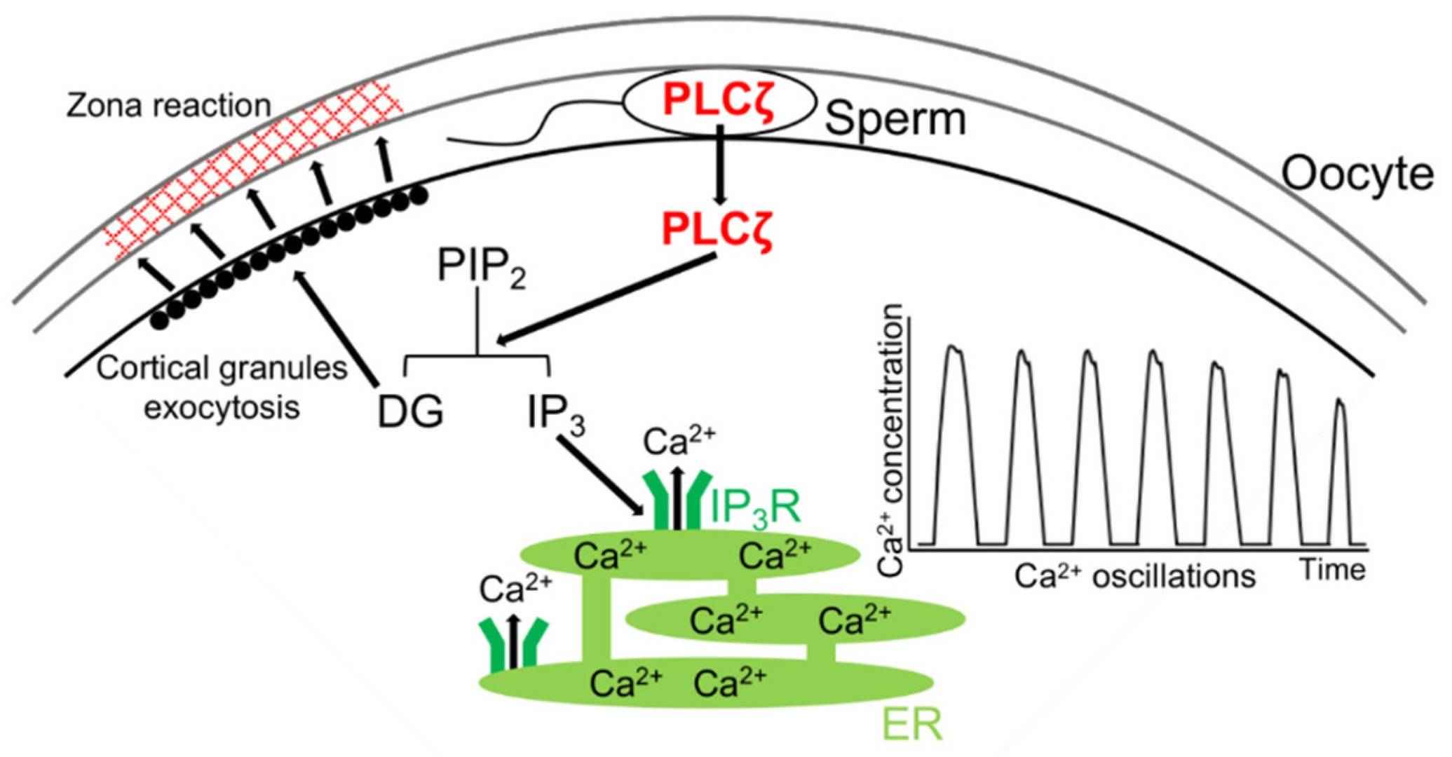 PLCζ increases intracellular Ca2+ levels during fertilization by hydrolyzing PIP2 and activating IP3R.