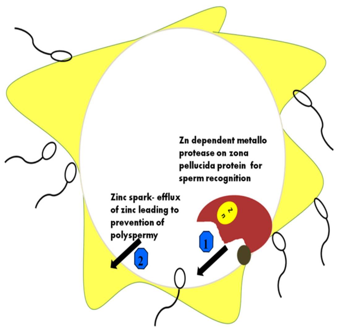 Zinc ions regulate sperm recognition and prevent polyspermy during sperm–ova interactions via protease activity.