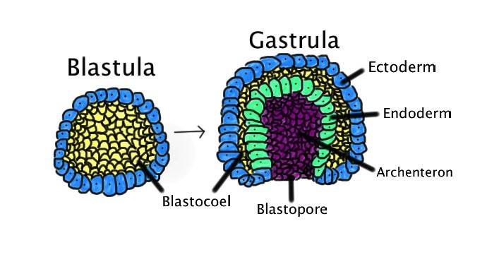 Illustration of gastrulation, where a blastula folds inward to form a gastrula with three germ layers: ectoderm, endoderm, and mesoderm.