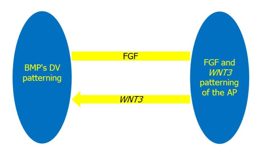 Regulatory mechanisms controlling DV and AP axes, with BMP, FGF, and WNT3 signaling pathways.