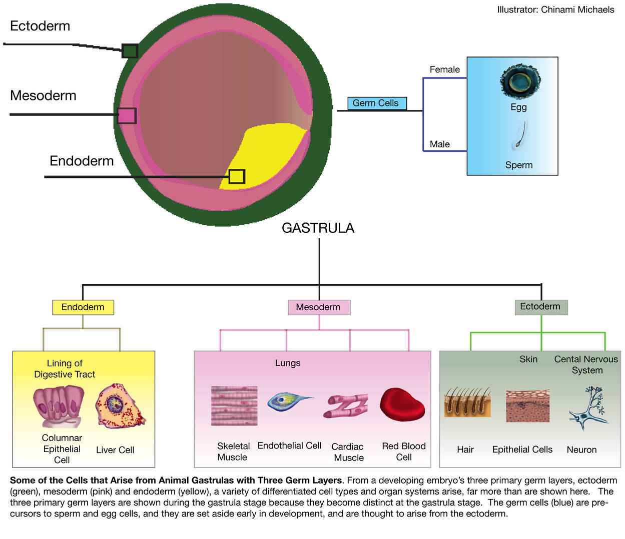 Some of the cells that arise from animal gastrulas with three germ layers.