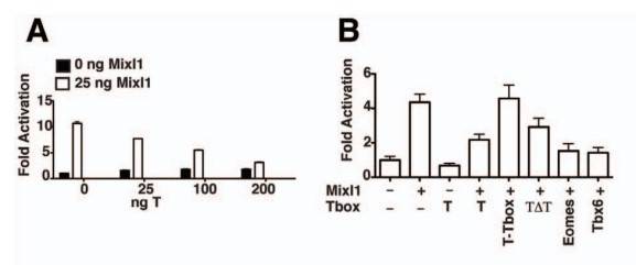 T and Tbx factors inhibit Mixl1 activation of the Gsc promoter in luciferase assays.