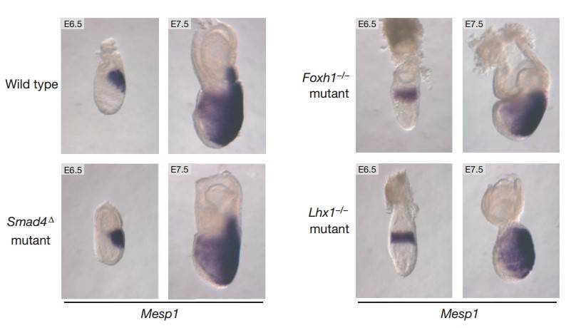 Eomes, Nodal/Smad2/3 signaling, and critical pathway components regulate cardiac mesoderm and endoderm specification.