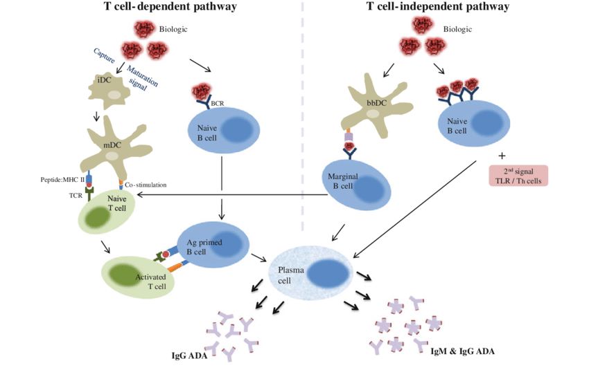 T cell-dependent and independent pathway involved in an immunogenic response.