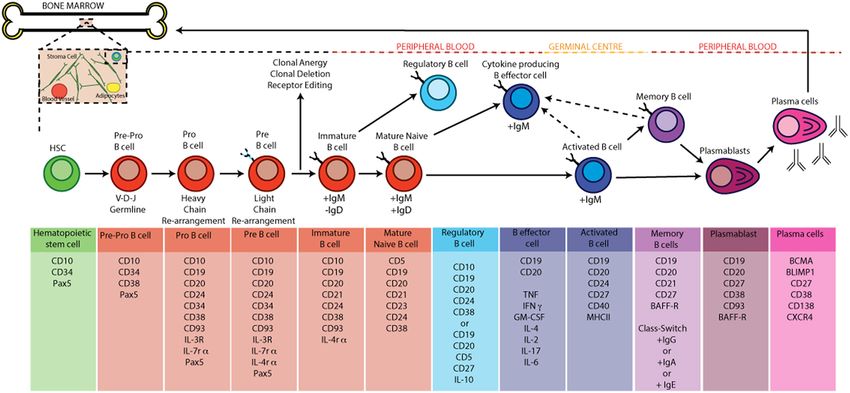 B cell development and activation in humans.