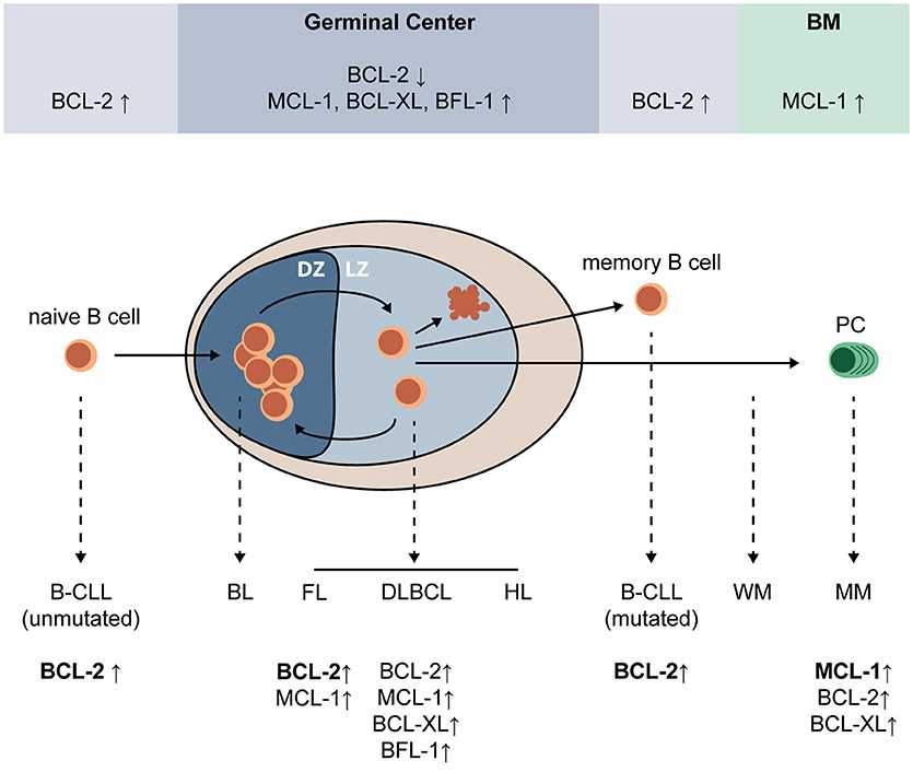 Expression of pro-survival BCL-2 family proteins during plasma cells (PC) differentiation and after malignant transformation of (post-) GC B-cells.