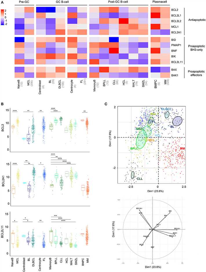 BCL2-family is strongly deregulated in the landscape of B-cell malignancies.