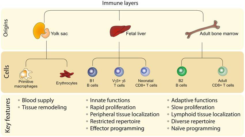 Immune cell ontogeny hierarchy: yolk sac, fetal progenitors, and adult progenitors produce distinct lymphocyte types.