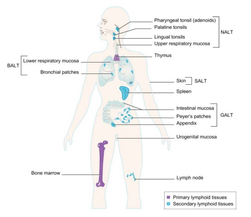 Primary lymphoid organs develop lymphocytes; secondary lymphoid organs activate lymphocytes via antigens.