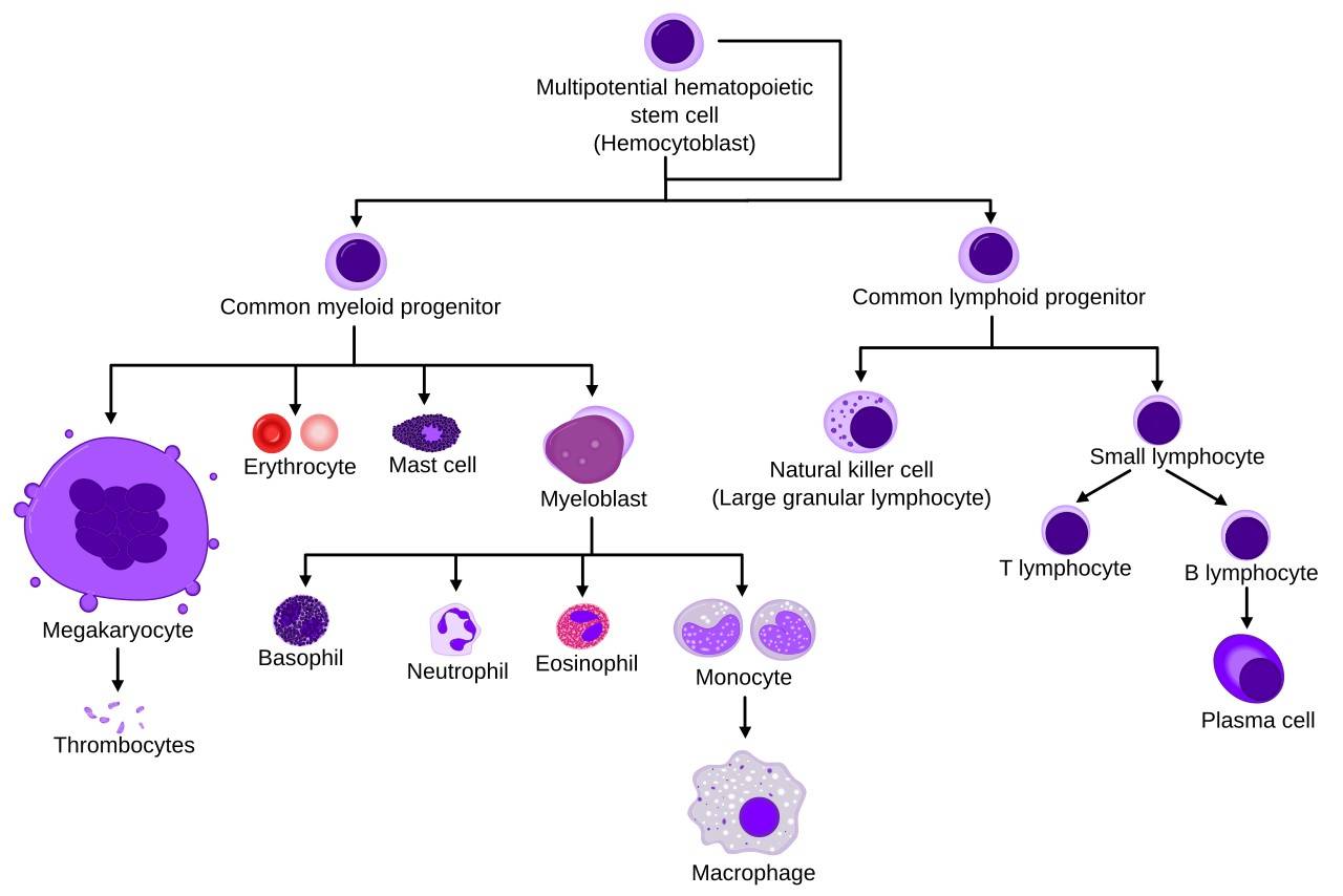 The differentiation process of hematopoietic stem cells into various blood cell lineages.