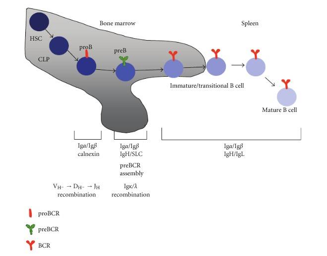 B cell development starts in the bone marrow, progressing through stages with BCR formation and migration.