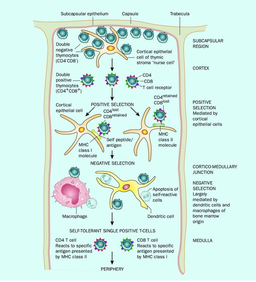 T cell development in the thymus involves positive and negative selection for self-tolerance and foreign antigen recognition.