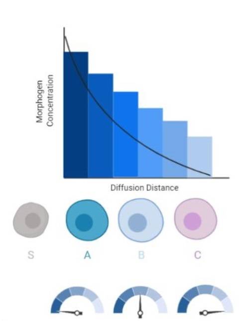 Morphogen gradient regulates gene expression, creating differential patterns for tissue development.