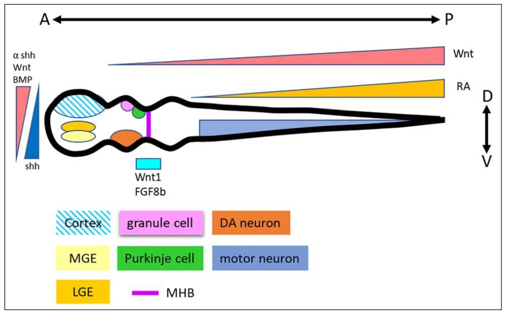 Wnt, BMP, and Shh regulate D-V and A-P patterning in neural tube development.