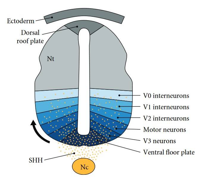 Sonic hedgehog gradient patterns neuronal subtypes along the neural tube during embryonic development.