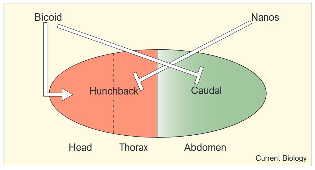 Bicoid activates hunchback and represses caudal in anterior, while Nanos represses hunchback in posterior.