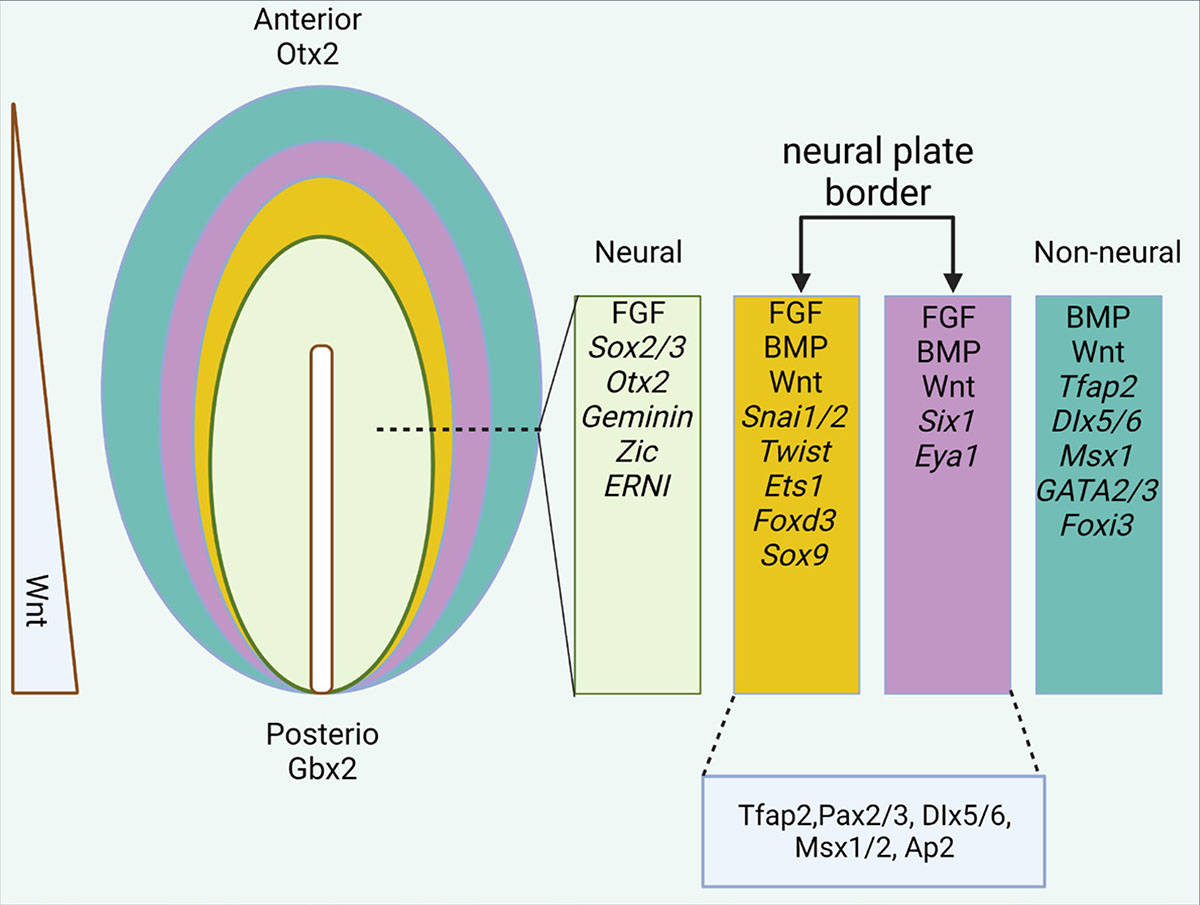 Epiblast differentiation shows distinct gene expression in the medial and lateral neural plate borders.