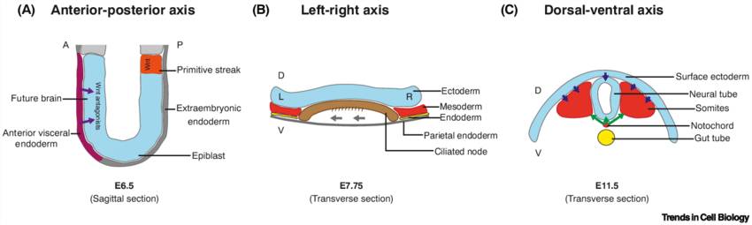 Body axis formation in mouse embryos involves Wnt antagonists, ciliated cells, and dorsal-ventral signals.