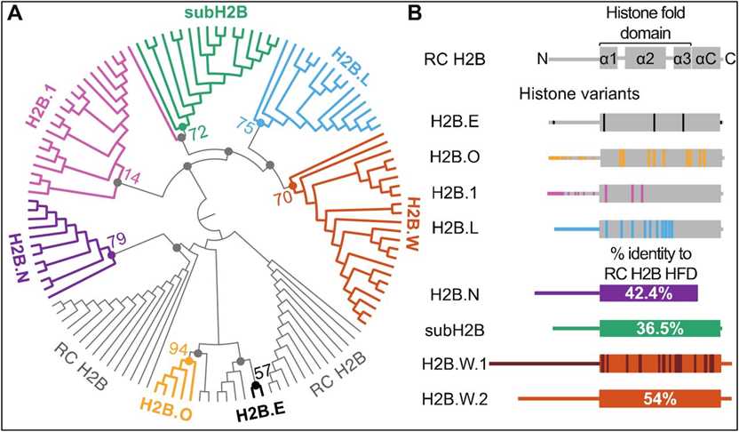 Phylogenomic analyses identify distinct H2B variant clades in mammals.