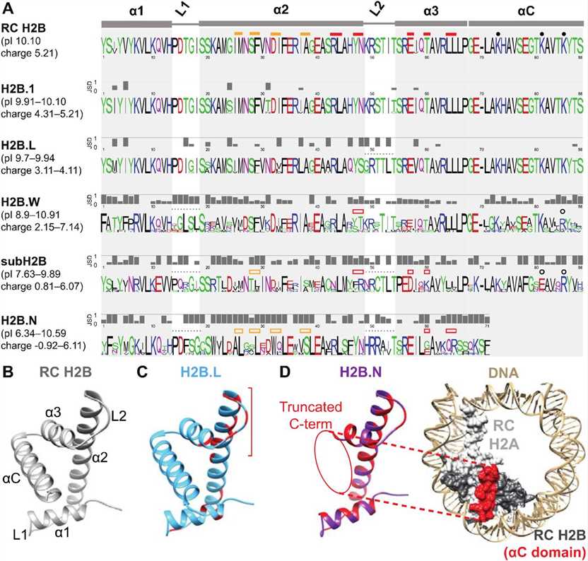 H2B variants diverge from RC H2B and each other in many protein features.