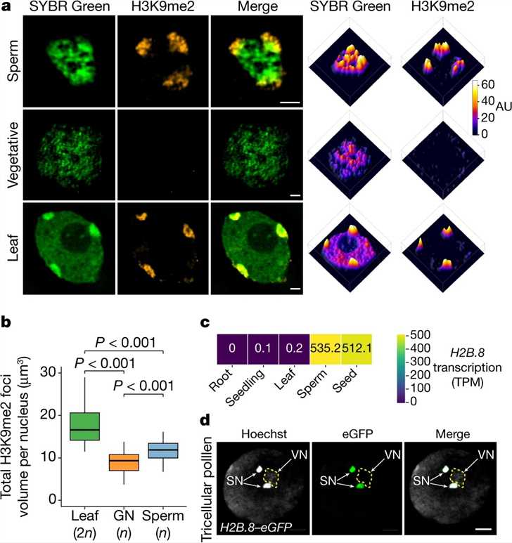 Sperm chromatin is aggregated and contains a specific histone variant: H2B.8.