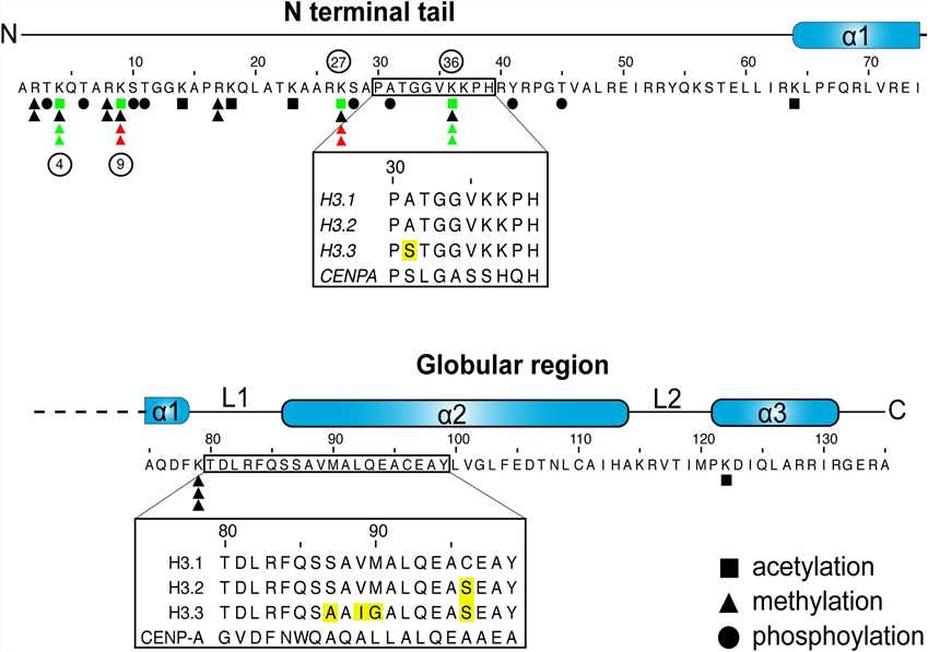 H3 sequence and posttranslational modifications.