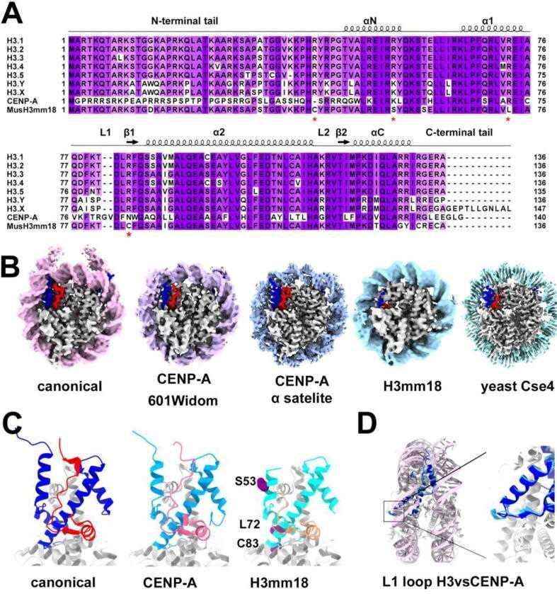 Structural diversity of histone H3 variants, CENP-A and H3mm18.