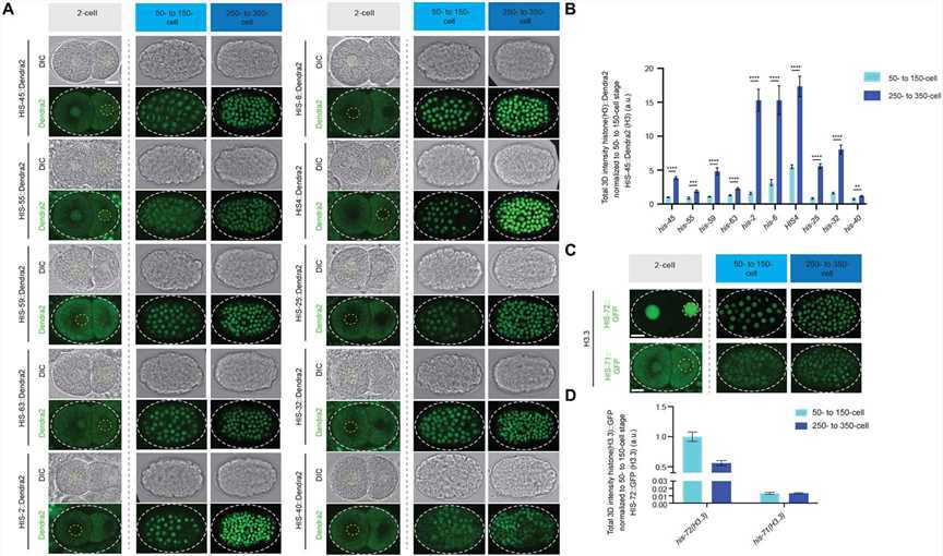 Expression patterns of all histone H3 gene clusters and H3.3 genes during early embryonic development.