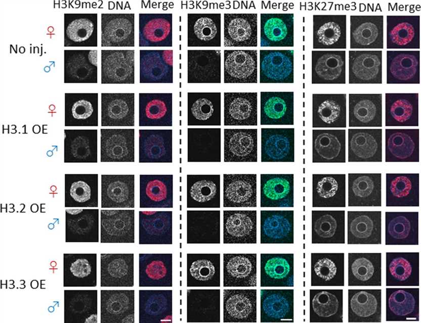 Confocal images showing the effect of forced nuclear incorporation of H3.1, H3.2, and H3.3 on H3K9me2/3 and H3K27me3.