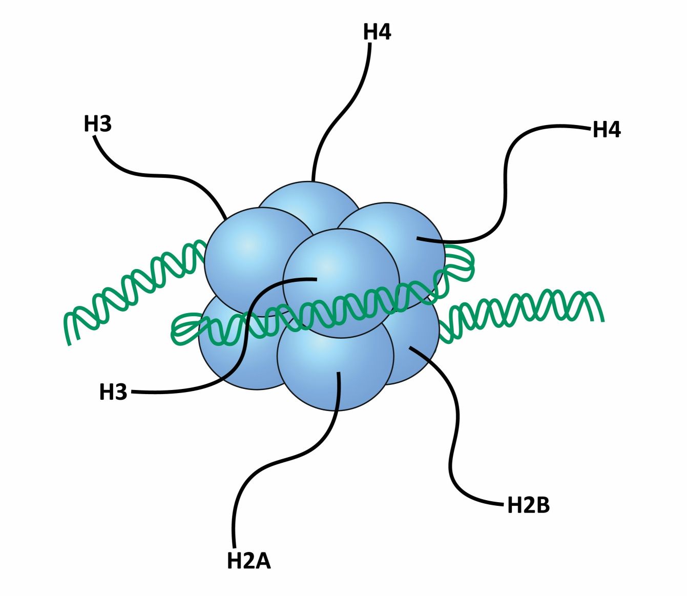 Histones 1 - Creative BioMart 