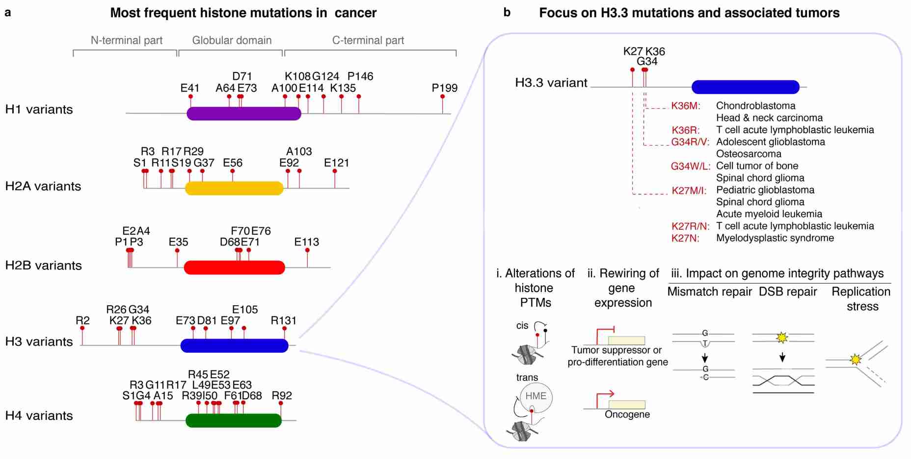 Histone variant point mutations in cancer.