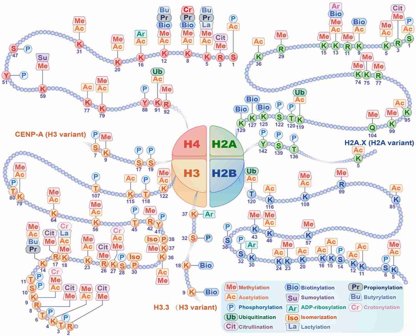 Histone modifications.