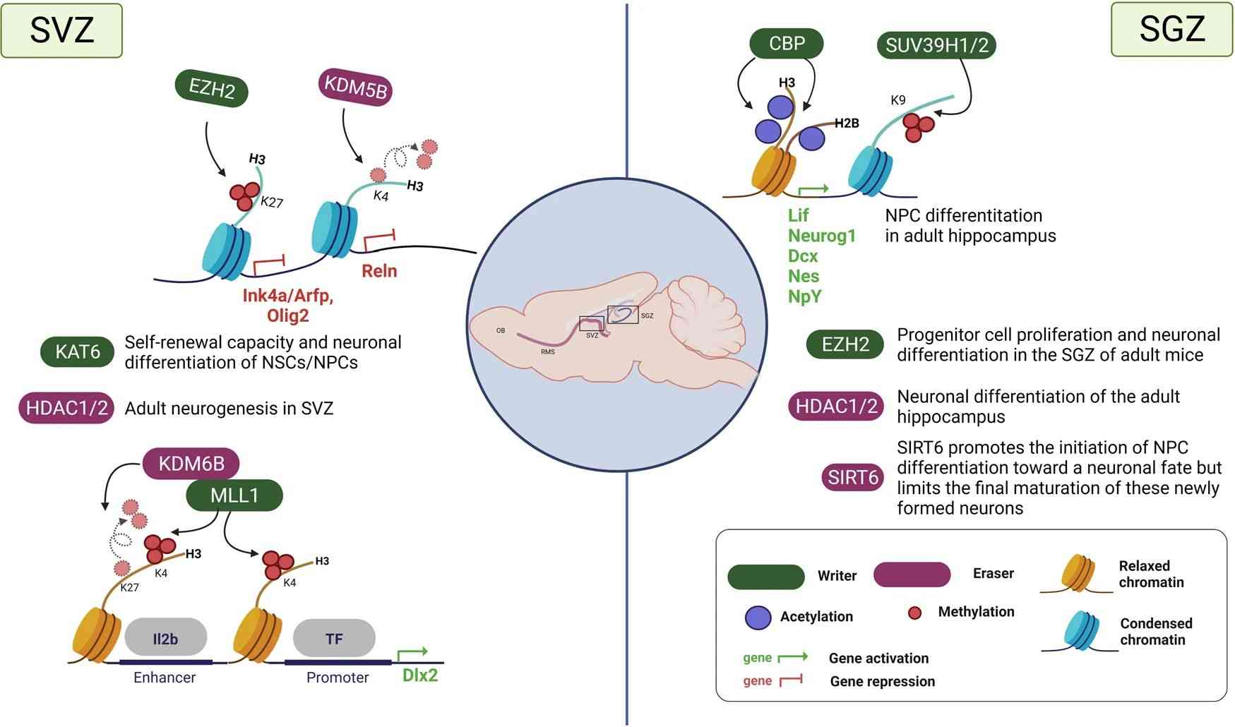 Histone modifications during adult neurogenesis.