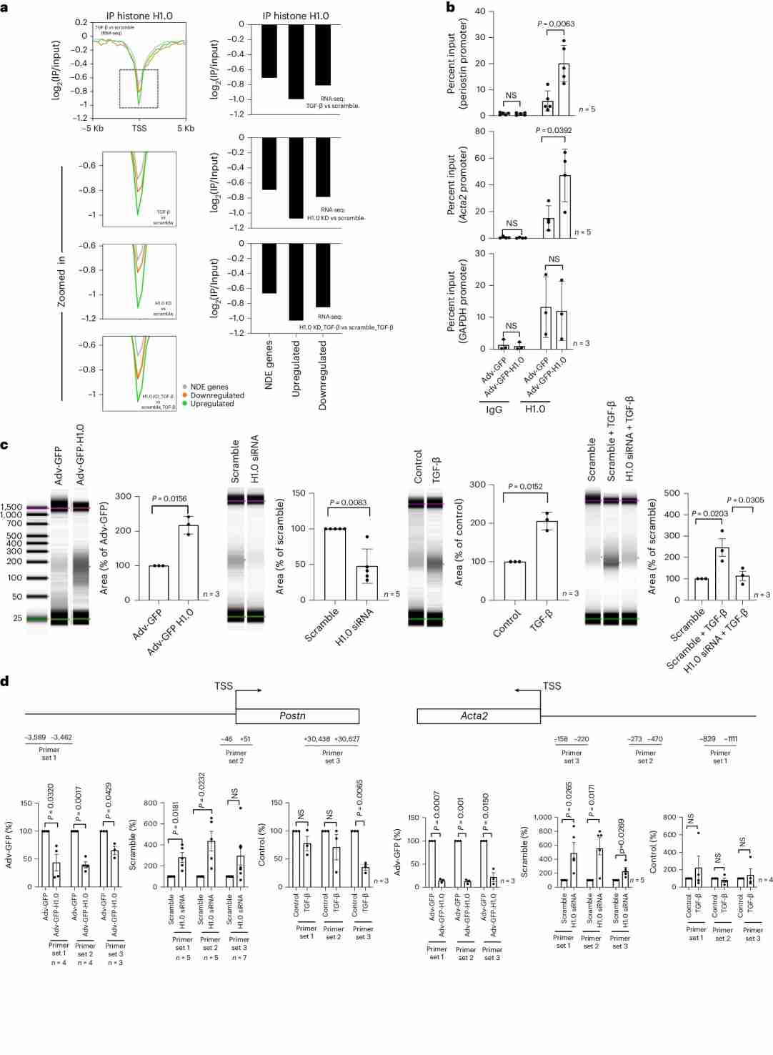 Histone H1.0 levels control chromatin fiber compaction.