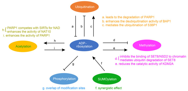 Crosstalk of ADP-ribosylation with other protein post-translational modifications.