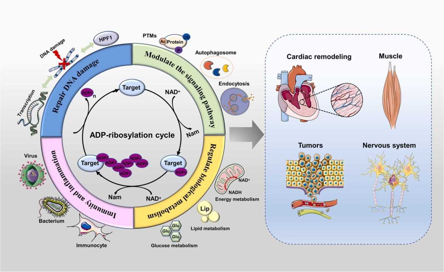 ADP-ribosylation (ADPr) modification is involved in signaling pathways, DNA damage repair, metabolism, immunity, and inflammation.