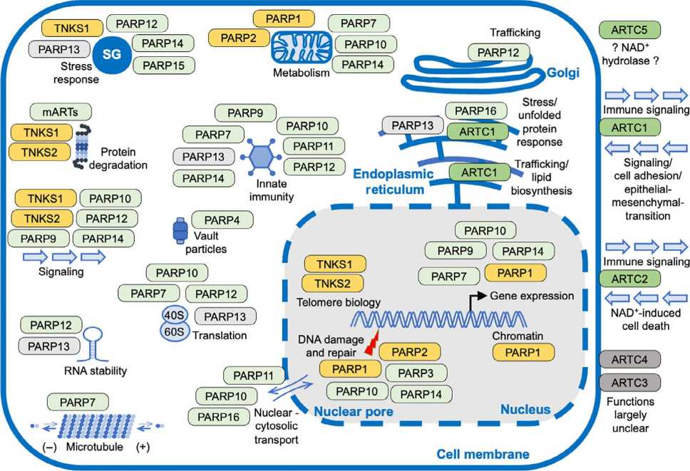 Summary of the functions of mammalian ART family members.