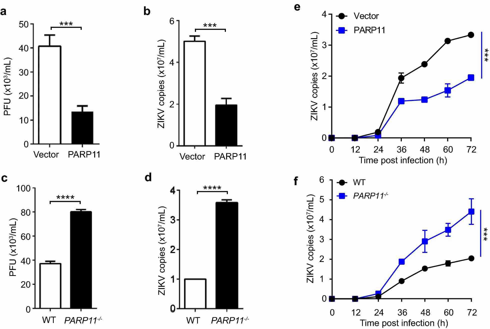 PARP11 suppresses ZIKV replication in vitro.