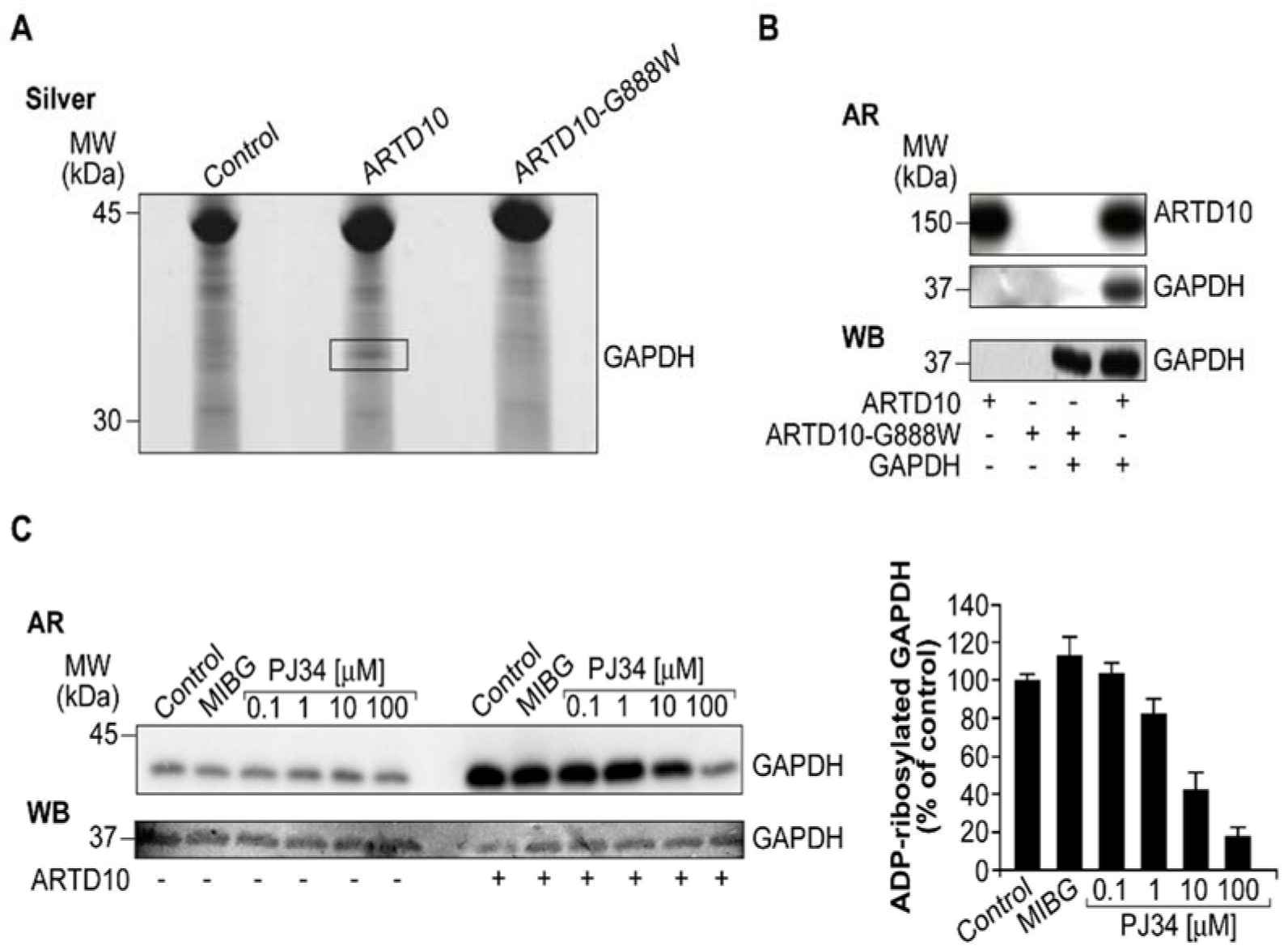 ARTD10/PARP10 ADP-ribosylates GAPDH.