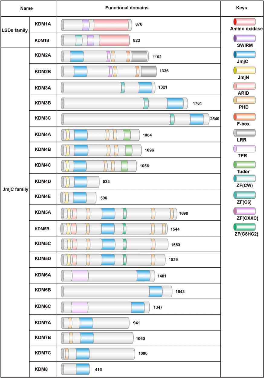 Schematic diagram of two families of human histone demethylases (KDMs).