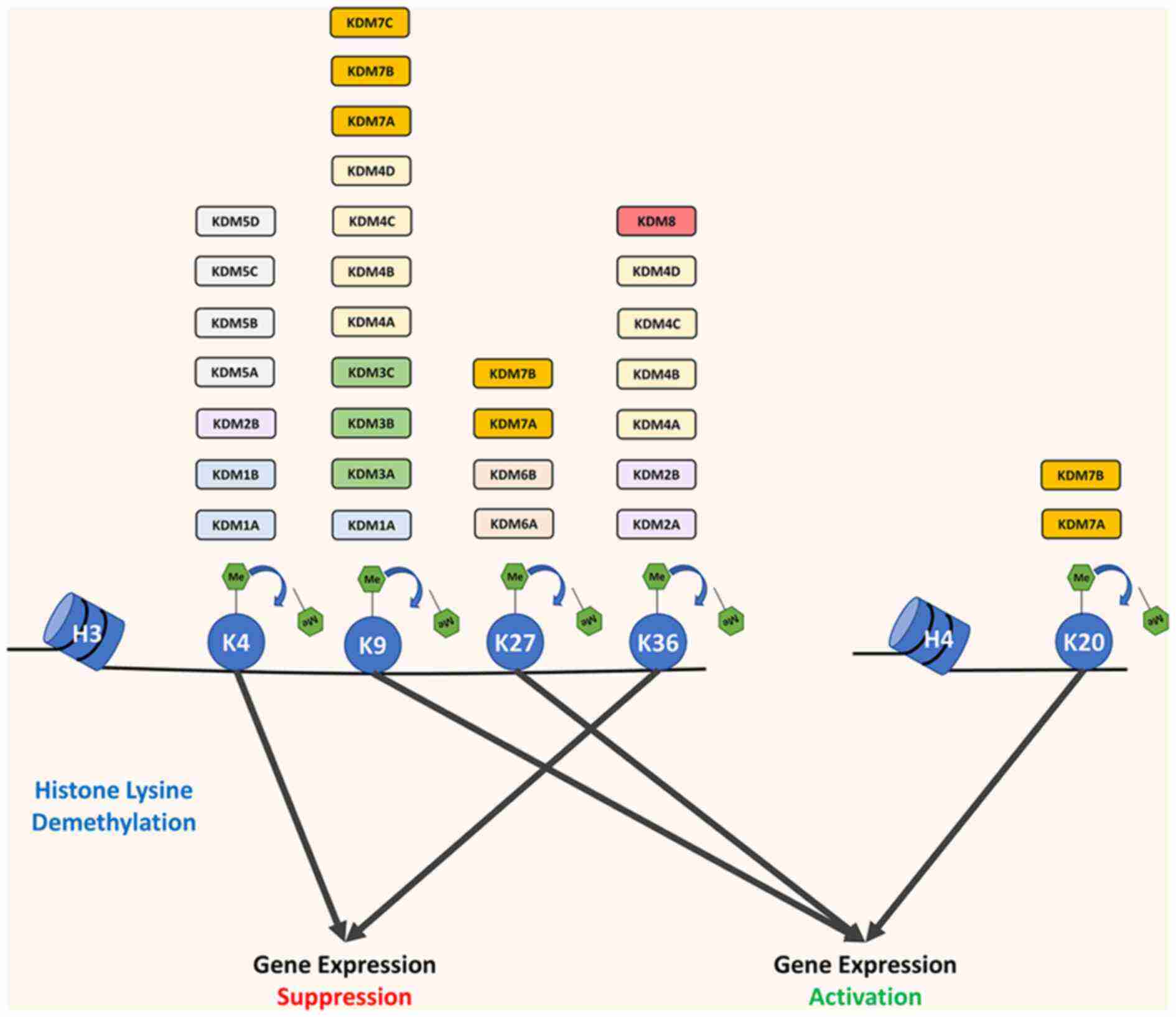 Overview of histone demethylases targeting the site of histone lysine and their effect on gene expression.