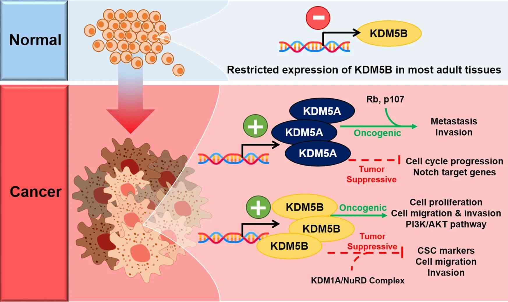 Context-dependent oncogenic and tumor-suppressive roles of KDM5A and KDM5B in breast and prostate tumorigenesis.