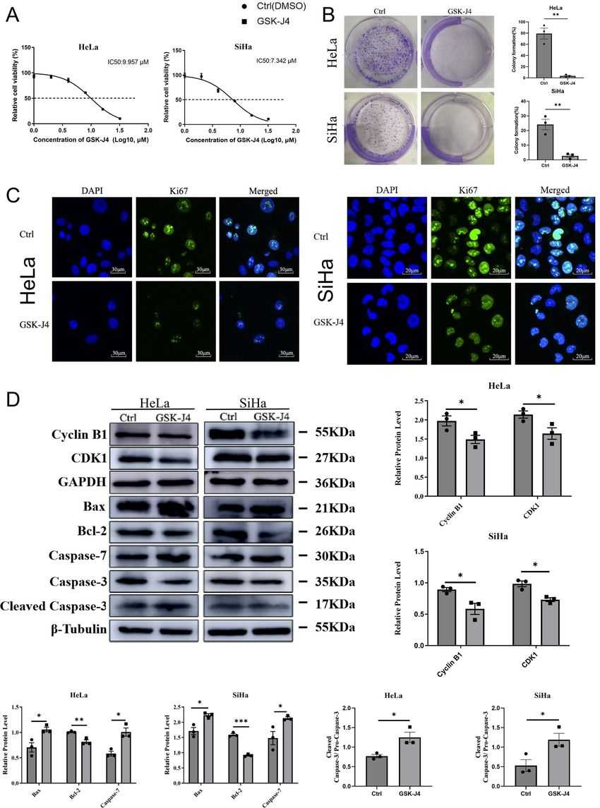 The effects of inhibiting histone H3K27 demethylases on the proliferation of cervical cancer cells.