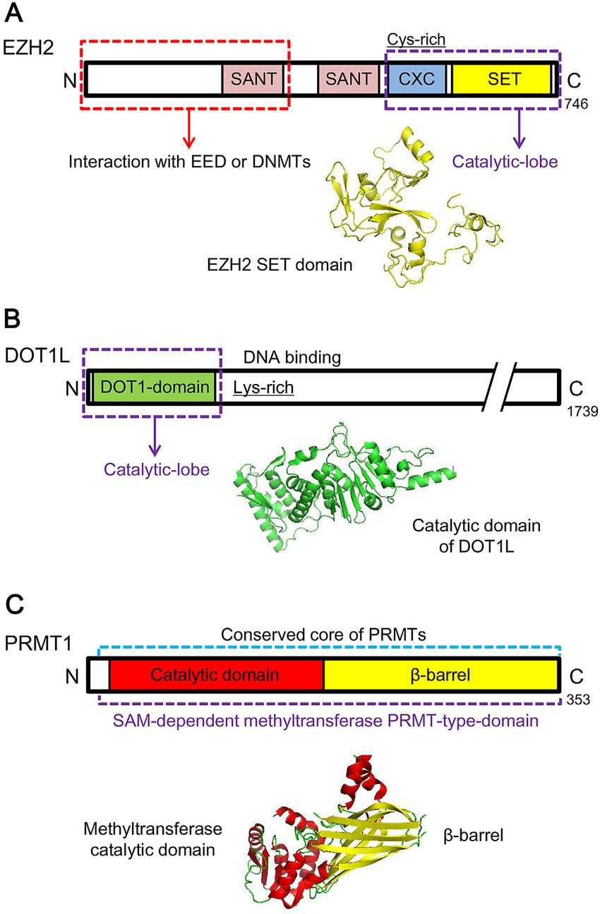 Schematic representations and structures of representative histone methylation 'writers'.