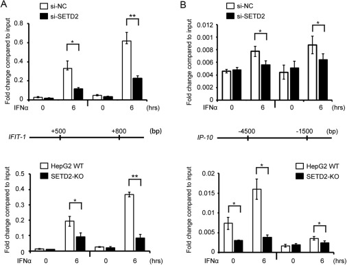 SETD2 selectively catalyzes H3K36me3 modification of a set of ISGs gene loci.